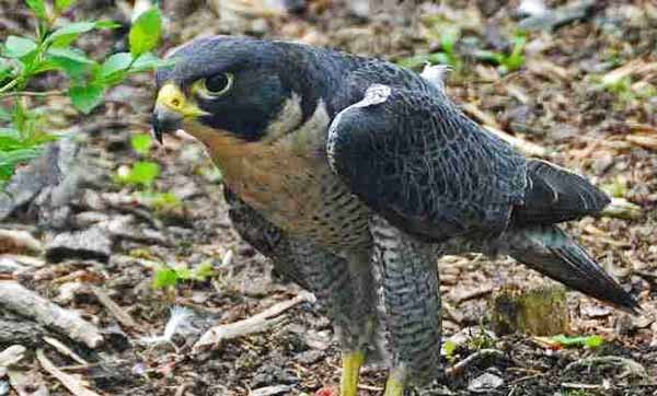 falco-peregrinus