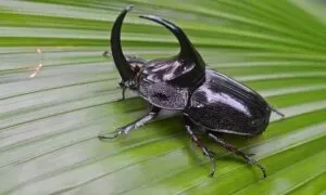 kumbang, binatang terkuat