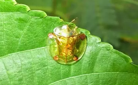 kumbang-warna-emas