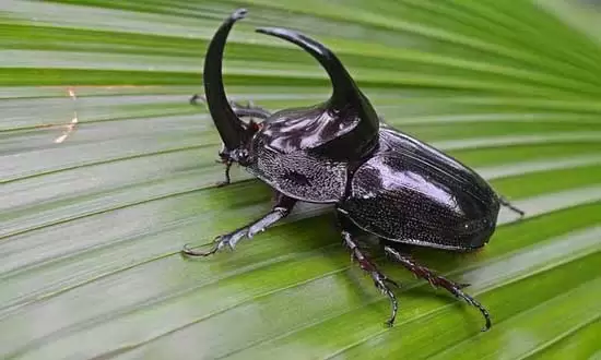 kumbang, binatang terkuat