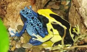 poison-dart-frogs